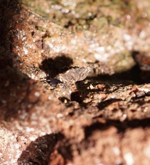 Cryptocharopa exagitans