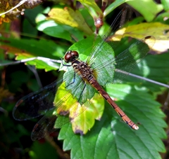 Sympetrum kunckeli