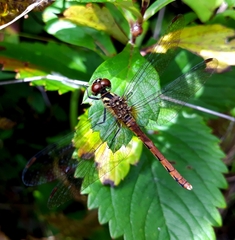 Sympetrum kunckeli