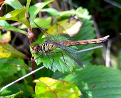 Sympetrum kunckeli