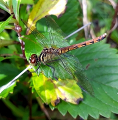 Sympetrum kunckeli
