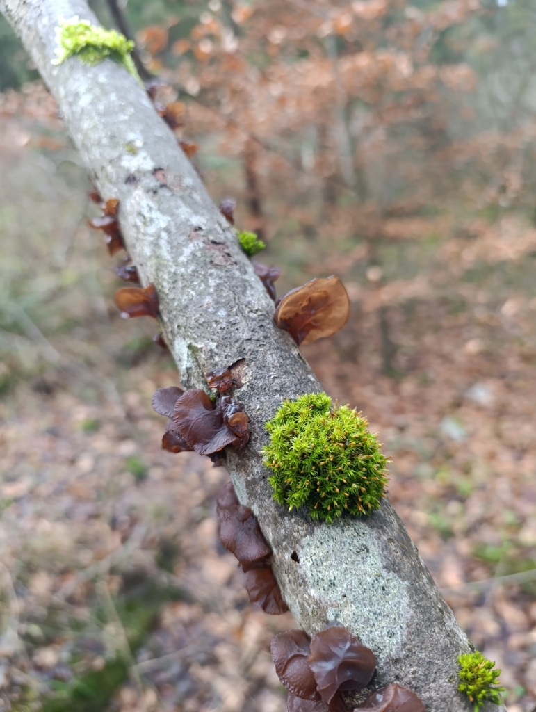 Exidia recisa · November 2025 · photo: © flukee (iNaturalist, cc-by)