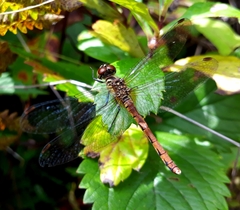 Sympetrum kunckeli