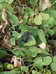 Trogodendron fasciculatum