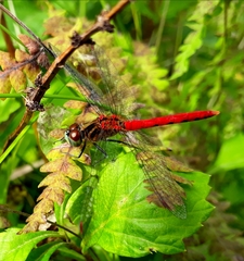 Sympetrum kunckeli