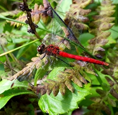 Sympetrum kunckeli