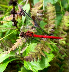 Sympetrum kunckeli