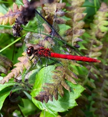 Sympetrum kunckeli