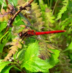 Sympetrum kunckeli