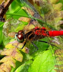 Sympetrum kunckeli