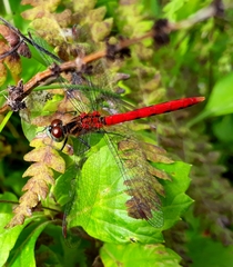 Sympetrum kunckeli