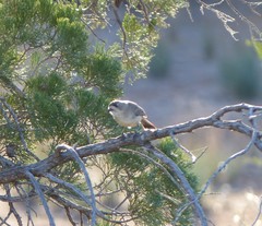 Aphelocephala leucopsis