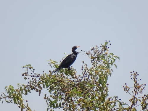 Reed Cormorant