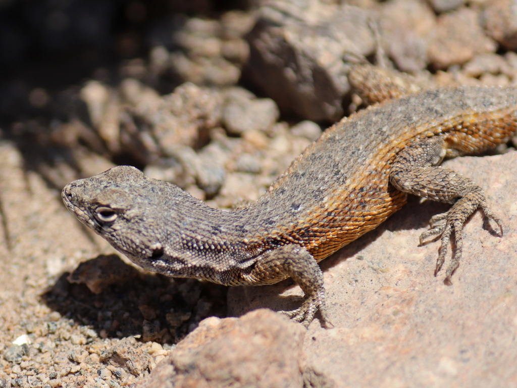Hellmich's Tree Iguana