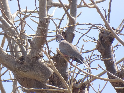 Mourning Collared Dove