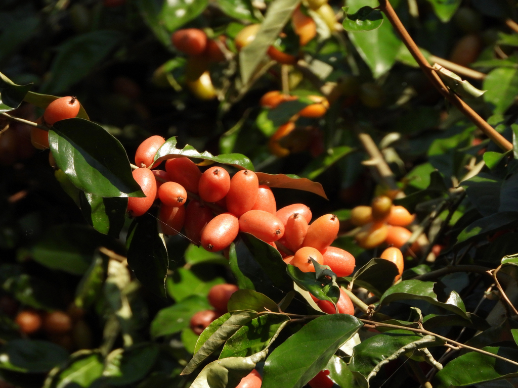 Elaeagnus sarmentosa (Elaeagnus sarmentosa)