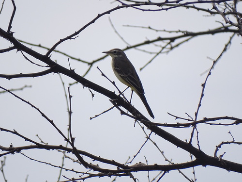 Western Yellow Wagtail