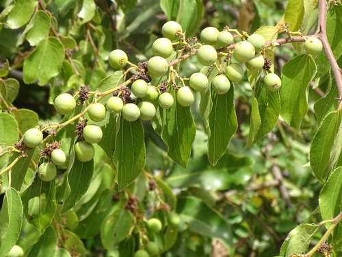 buffalo-thorn