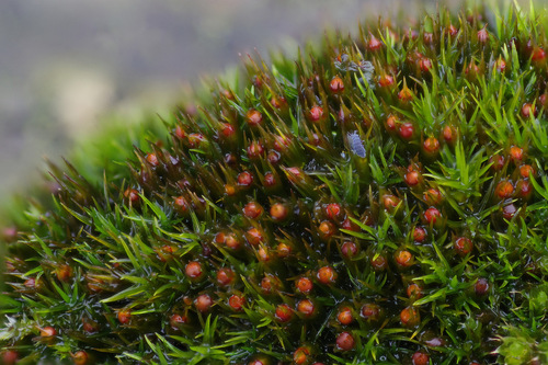 Seaside Grimmia (Schistidium maritimum)