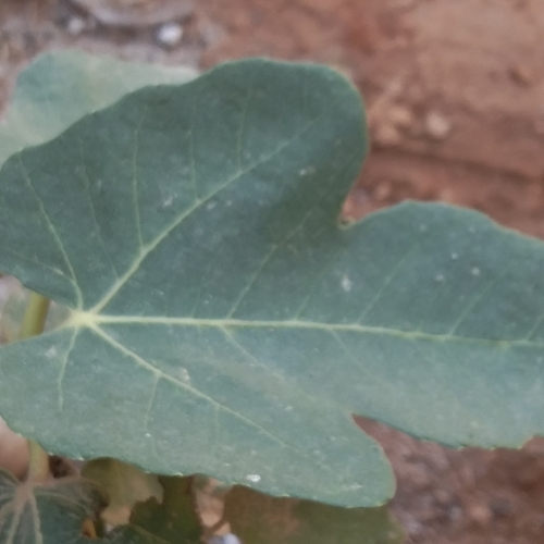 common fig
