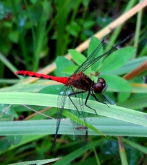 Sympetrum parvulum