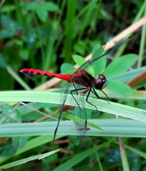 Sympetrum parvulum