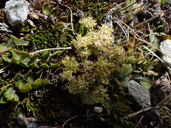 Anisotome flexuosa