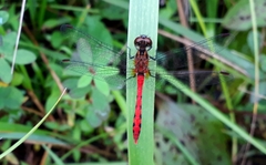 Sympetrum parvulum