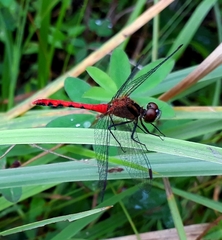 Sympetrum parvulum