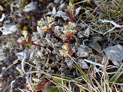 Anisotome lanuginosa
