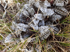 Anisotome lanuginosa