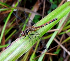 Sympetrum parvulum