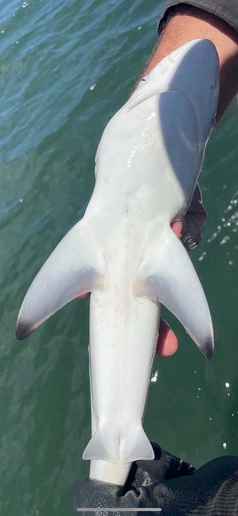 Australian Blacktip Shark