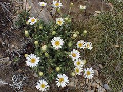 Celmisia brevifolia