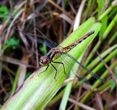 Sympetrum parvulum