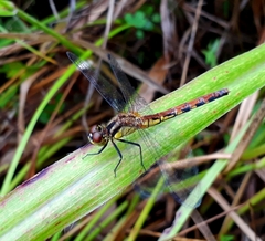 Sympetrum parvulum
