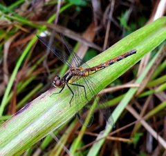 Sympetrum parvulum