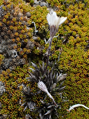 Celmisia laricifolia