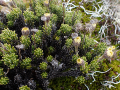 Celmisia ramulosa tuberculata