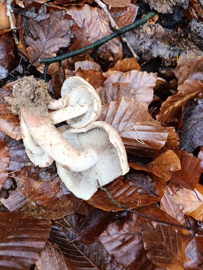 Hypholoma lateritium · November 2025 · photo: © flukee (iNaturalist, cc-by)