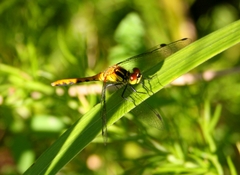 Sympetrum parvulum