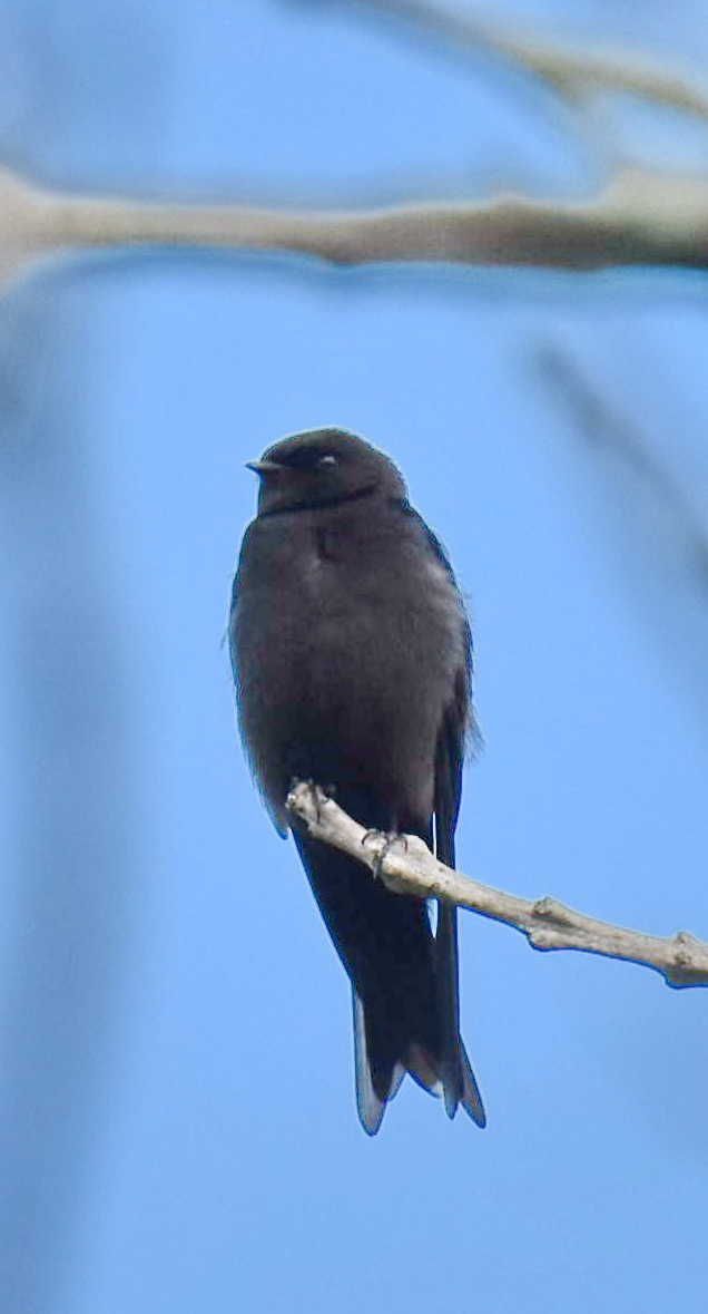 Black Saw-wing (Psalidoprocne pristoptera), photo 6