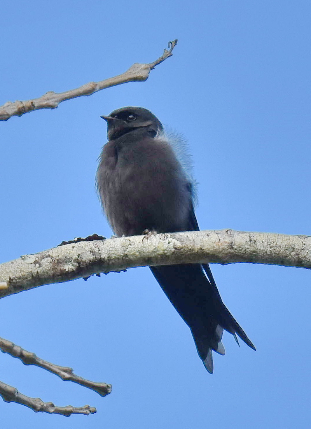 Black Saw-wing (Psalidoprocne pristoptera), photo 7