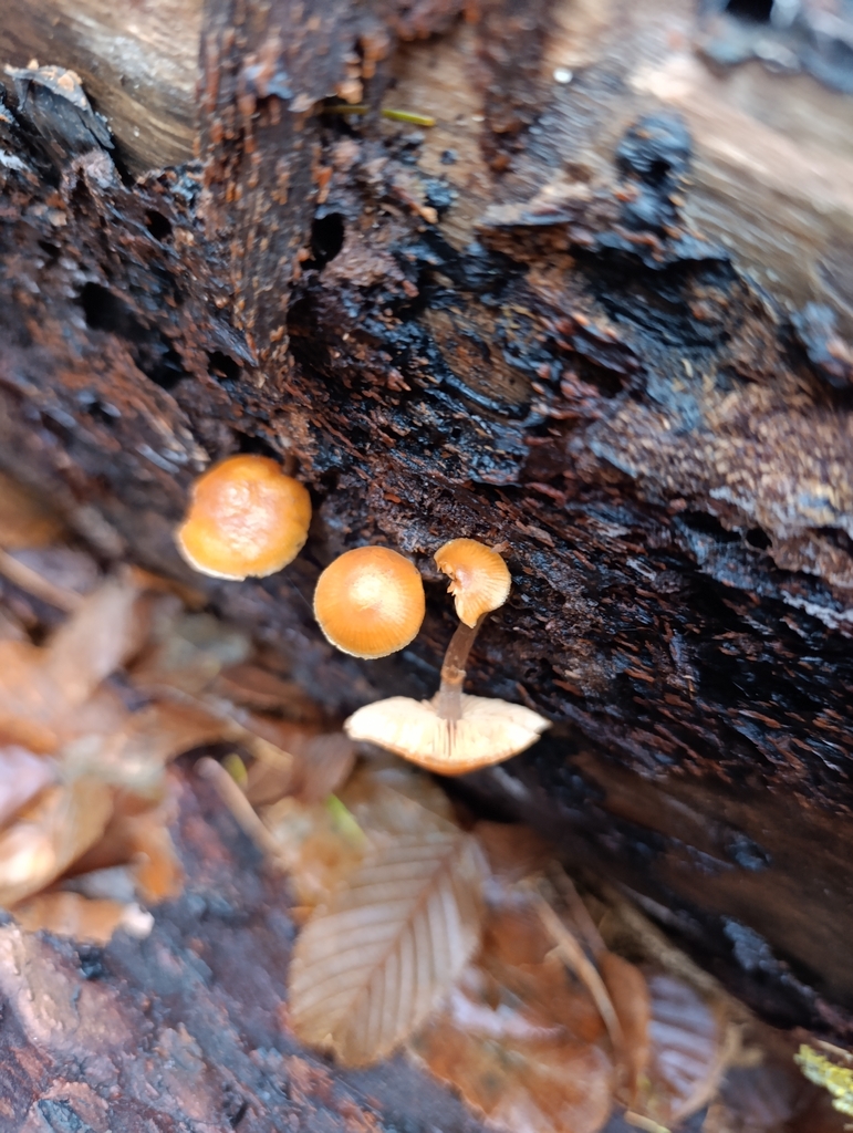 Galerina marginata · November 2025 · photo: © flukee (iNaturalist, cc-by)