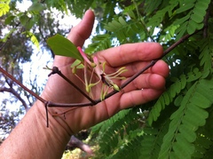 Muellerina celastroides