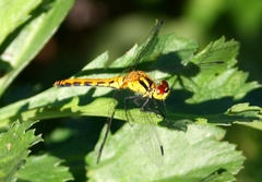 Sympetrum parvulum