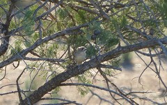 Aphelocephala leucopsis