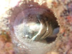Chitonoidea