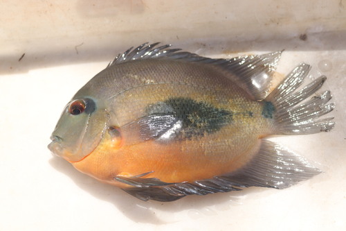 Uaru (Uaru amphiacanthoides) — Cichlidae — 3