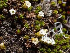 Dracophyllum muscoides